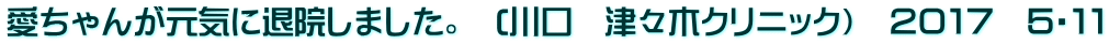 愛ちゃんが元気に退院しました。　(川口　津々木クリニック）　２０１７　５・１１