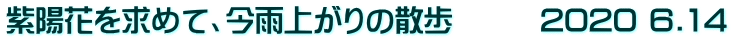 紫陽花を求めて、今雨上がりの散歩　　　2020 6.14