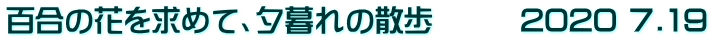 百合の花を求めて、夕暮れの散歩　　　2020 7.19